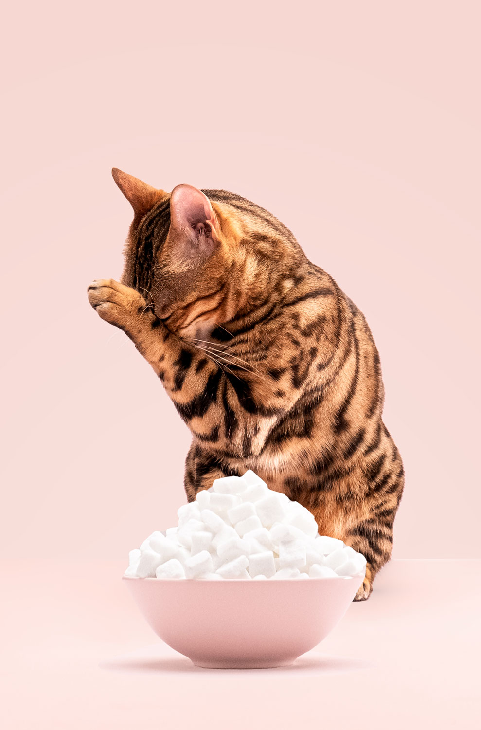 PrimaCat - kissa ei pidä sokerista