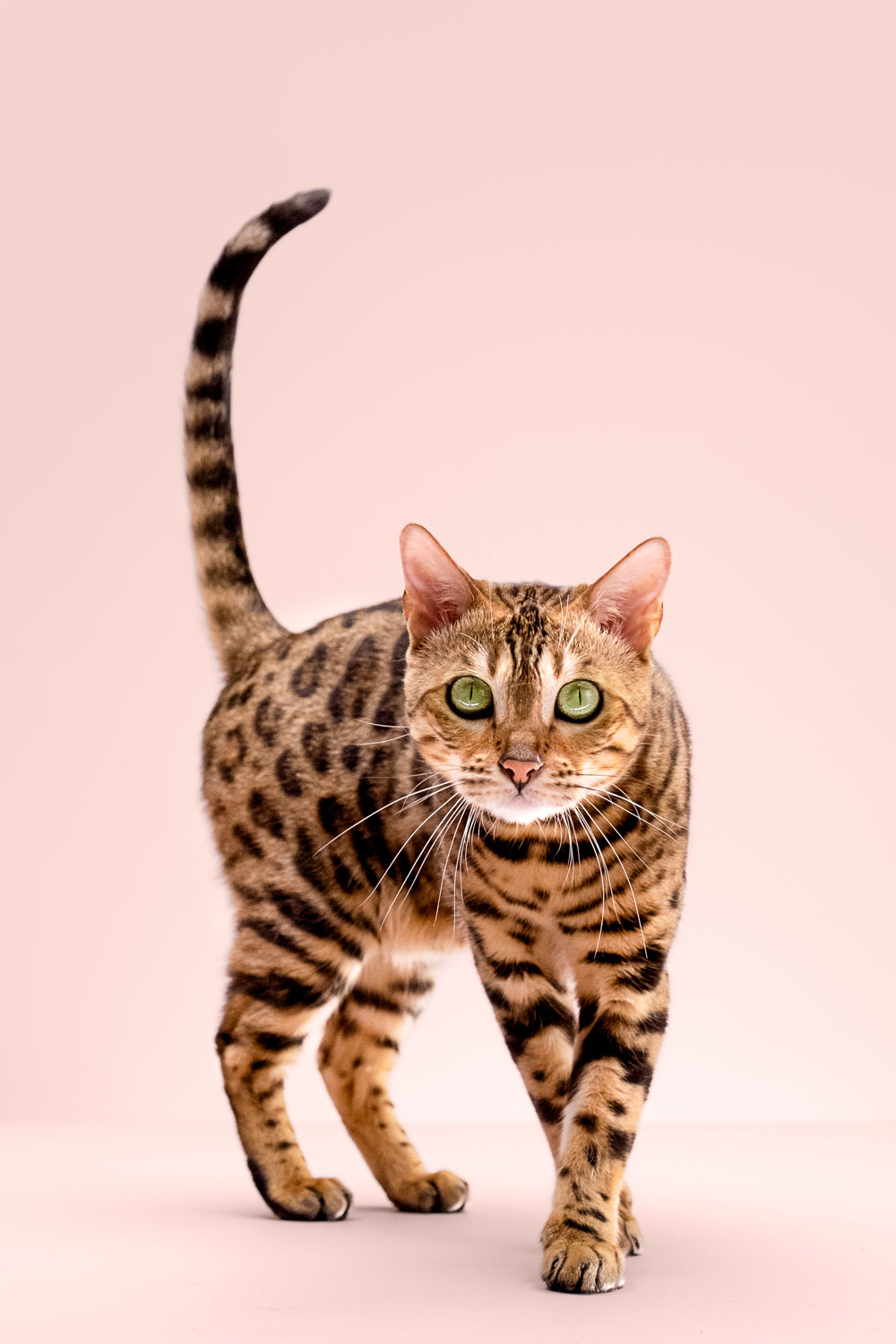 PrimaCat kampanjan valokuva - kissa vaanii