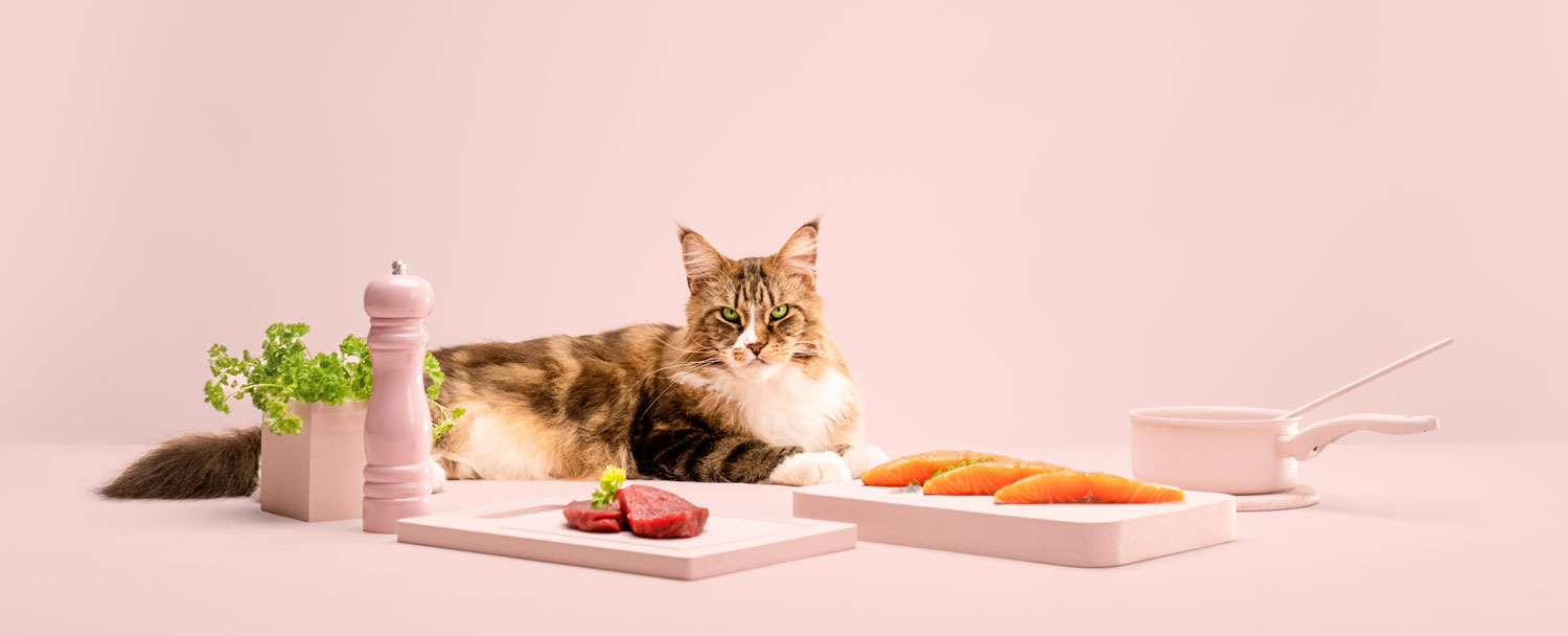 PrimaCat kampanjan valokuva - kissa ja lihaa